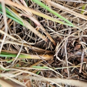 Carex bichenoviana at Molonglo River Reserve - 1 Jun 2024