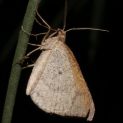 Parosteodes fictiliaria (Dodonaea Moth) at Freshwater Creek, VIC - 4 May 2024 by WendyEM