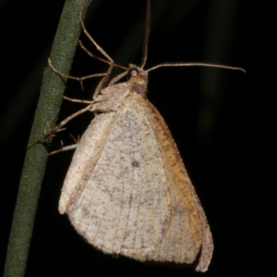 Parosteodes fictiliaria (Dodonaea Moth) at Freshwater Creek, VIC - 4 May 2024 by WendyEM