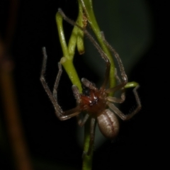 Unidentified Other hunting spider at Freshwater Creek, VIC - 4 May 2024 by WendyEM