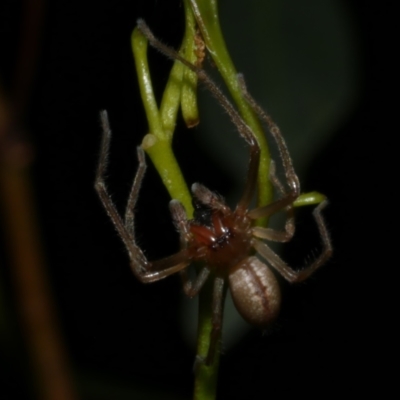 Cheiracanthium sp. (genus) (Unidentified Slender Sac Spider) at WendyM's farm at Freshwater Ck. - 4 May 2024 by WendyEM