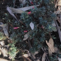 Astroloma humifusum (Cranberry Heath) at The Rock Nature Reserve - Kengal Aboriginal Place - 1 Jun 2024 by CarmelB