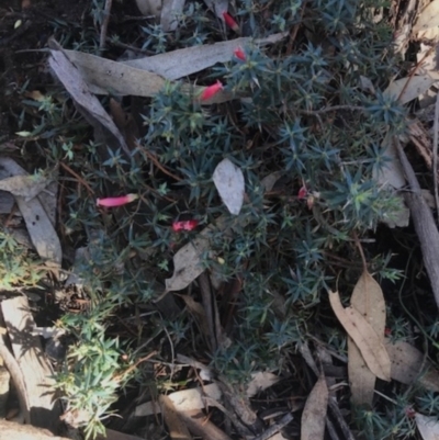Astroloma humifusum (Cranberry Heath) at The Rock Nature Reserve - Kengal Aboriginal Place - 1 Jun 2024 by CarmelB