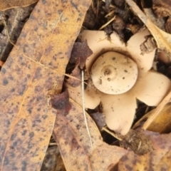 Geastrum sp. at Bungendore, NSW - 1 Jun 2024 by clarehoneydove