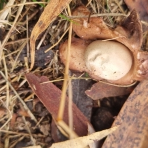 Geastrum sp. at QPRC LGA - suppressed