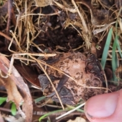 Geastrum sp. at QPRC LGA - suppressed