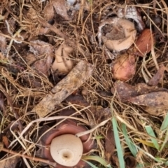 Geastrum sp. at QPRC LGA - suppressed