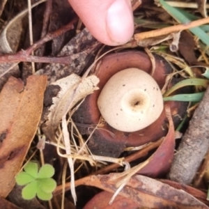 Geastrum sp. at QPRC LGA - 1 Jun 2024