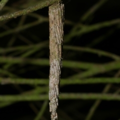 Psychidae (family) IMMATURE (Unidentified case moth or bagworm) at Freshwater Creek, VIC - 12 May 2024 by WendyEM