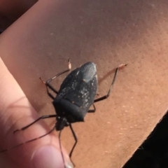 Unidentified Shield, Stink or Jewel Bug (Pentatomoidea) at The Rock, NSW - 1 Jun 2024 by CarmelB