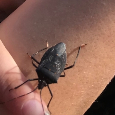 Poecilometis patruelis (Gum Tree Shield Bug) at The Rock Nature Reserve - Kengal Aboriginal Place - 1 Jun 2024 by CarmelB