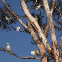 Cacatua galerita at WendyM's farm at Freshwater Ck. - 12 May 2024 by WendyEM