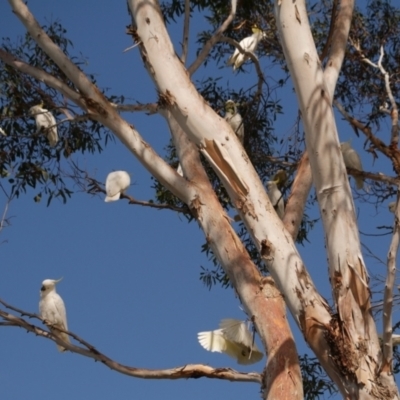 Cacatua galerita (Sulphur-crested Cockatoo) at Freshwater Creek, VIC - 12 May 2024 by WendyEM