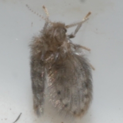 Psychodidae sp. (family) (Moth Fly, Drain Fly) at Freshwater Creek, VIC - 12 May 2024 by WendyEM