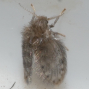 Psychodidae sp. (family) at WendyM's farm at Freshwater Ck. - 12 May 2024