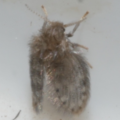 Psychodidae sp. (family) at WendyM's farm at Freshwater Ck. - 12 May 2024 by WendyEM