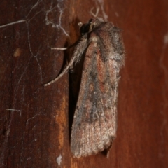 Noctuidae (family) (A cutworm or owlet moth) at Freshwater Creek, VIC - 13 May 2024 by WendyEM