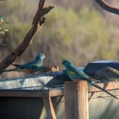 Psephotellus varius (Mulga Parrot) at Gluepot Reserve - 6 May 2024 by Darcy