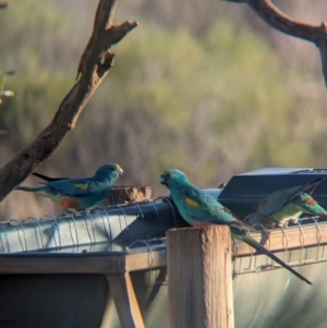 Psephotellus varius at Gluepot, SA - 6 May 2024