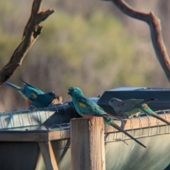 Psephotellus varius at Gluepot, SA - 6 May 2024