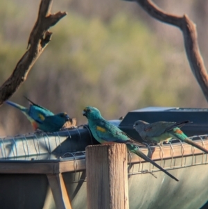 Psephotellus varius at Gluepot, SA - 6 May 2024