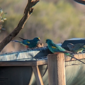 Psephotellus varius at Gluepot, SA - 6 May 2024