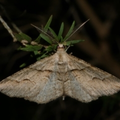 Syneora fractata (Ennominae) at Freshwater Creek, VIC - 15 May 2024 by WendyEM