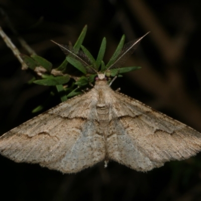 Syneora fractata (Ennominae) at Freshwater Creek, VIC - 15 May 2024 by WendyEM