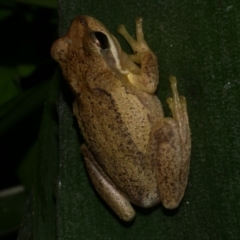 Litoria ewingii (Ewing's Tree Frog) at WendyM's farm at Freshwater Ck. - 15 May 2024 by WendyEM