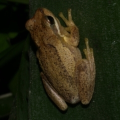 Litoria ewingii at WendyM's farm at Freshwater Ck. - 15 May 2024 by WendyEM