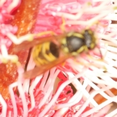 Vespula germanica at WendyM's farm at Freshwater Ck. - 18 May 2024 by WendyEM