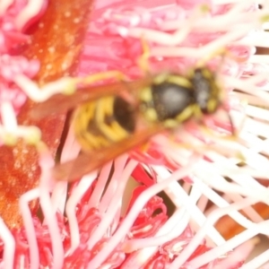 Vespula germanica at WendyM's farm at Freshwater Ck. - 18 May 2024 04:29 PM