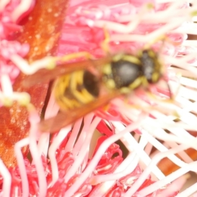 Vespula germanica (European wasp) at Freshwater Creek, VIC - 18 May 2024 by WendyEM