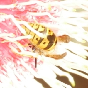 Vespula germanica at WendyM's farm at Freshwater Ck. - 18 May 2024