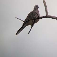 Spilopelia chinensis (Spotted Dove) at Port Augusta West, SA - 7 May 2024 by Darcy