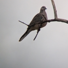 Spilopelia chinensis (Spotted Dove) at Port Augusta West, SA - 8 May 2024 by Darcy