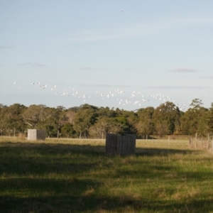 Cacatua sanguinea at WendyM's farm at Freshwater Ck. - 18 May 2024 04:15 PM