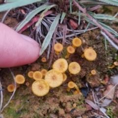 Lichenomphalia chromacea (Yellow Navel) at Bungendore, NSW - 1 Jun 2024 by clarehoneydove