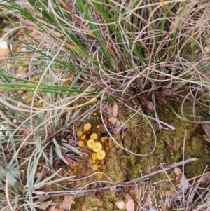 Lichenomphalia chromacea at QPRC LGA - 1 Jun 2024