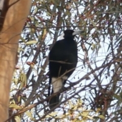 Gymnorhina tibicen (Australian Magpie) at WendyM's farm at Freshwater Ck. - 18 May 2024 by WendyEM