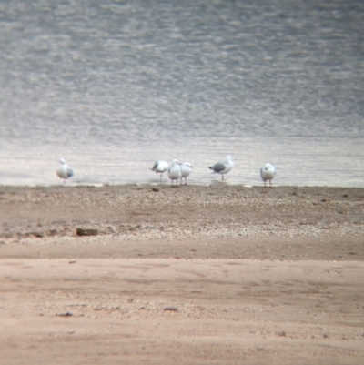 Chroicocephalus novaehollandiae (Silver Gull) at Port Augusta West, SA - 8 May 2024 by Darcy