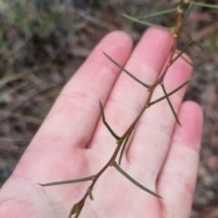 Acacia genistifolia (Early Wattle) at Bungendore, NSW - 1 Jun 2024 by clarehoneydove