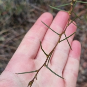Acacia buxifolia subsp. buxifolia at suppressed by clarehoneydove