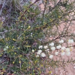 Acacia genistifolia at QPRC LGA - suppressed