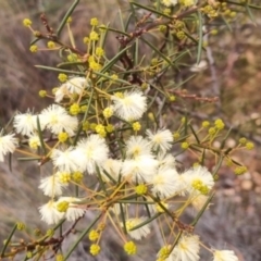 Acacia genistifolia at QPRC LGA - suppressed