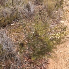 Acacia genistifolia at QPRC LGA - suppressed