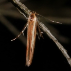 Stathmopoda chalcotypa (Concealer moth) at Freshwater Creek, VIC - 21 May 2024 by WendyEM
