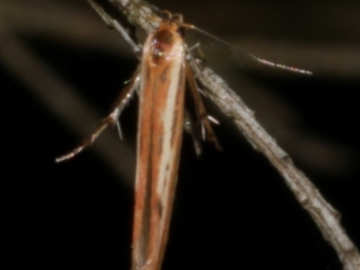 Stathmopoda chalcotypa (Concealer moth) at WendyM's farm at Freshwater Ck. - 21 May 2024 by WendyEM