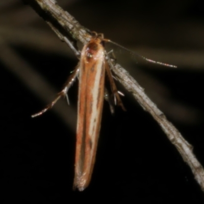 Unidentified Curved-horn moth (all Gelechioidea except Oecophoridae) at Freshwater Creek, VIC - 21 May 2024 by WendyEM