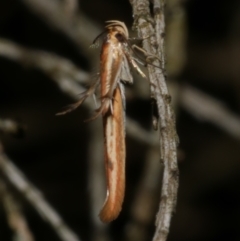 Stathmopoda chalcotypa at WendyM's farm at Freshwater Ck. - 22 May 2024